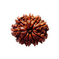 10 mukhi Rudraksha