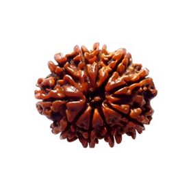 10 mukhi Rudraksha