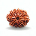 11 mukhi Rudraksha