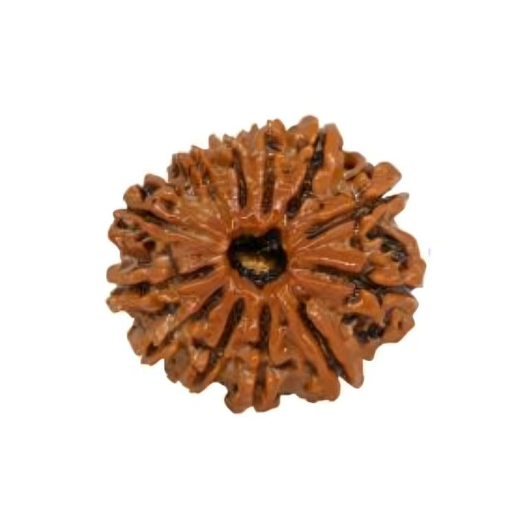 12 mukhi Rudraksha
