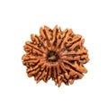 15 Mukhi Rudraksha
