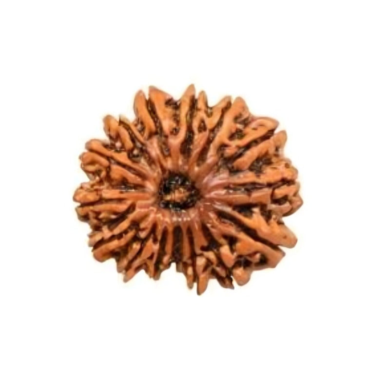 15 Mukhi Rudraksha