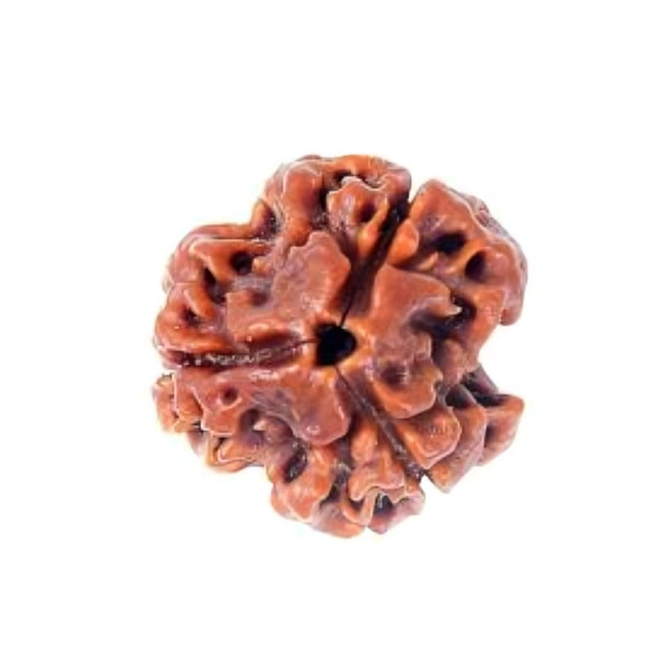 3 Mukhi Rudraksha