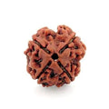 4 Mukhi Rudraksha