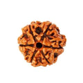 6 Mukhi Rudrakha