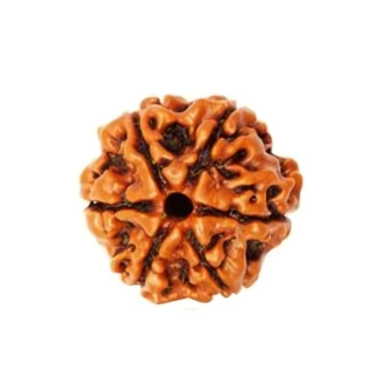 6 Mukhi Rudrakha