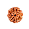 7 Mukhi Rudraksha