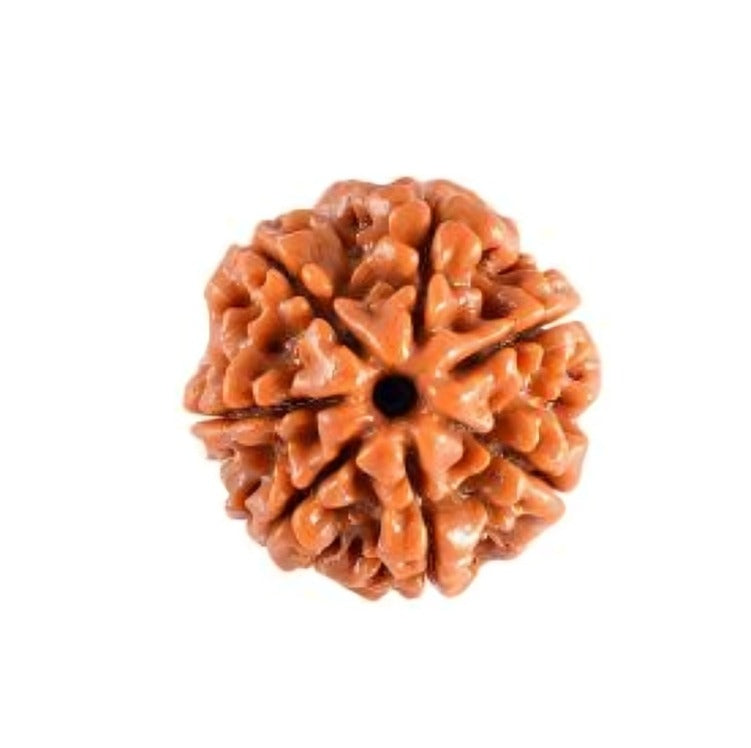 7 Mukhi Rudraksha