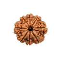 8 mukhi Rudraksha