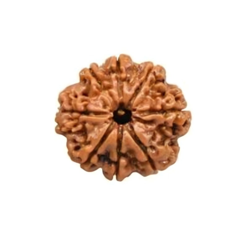 8 mukhi Rudraksha