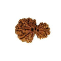 Garbh Gauri Rudraksha