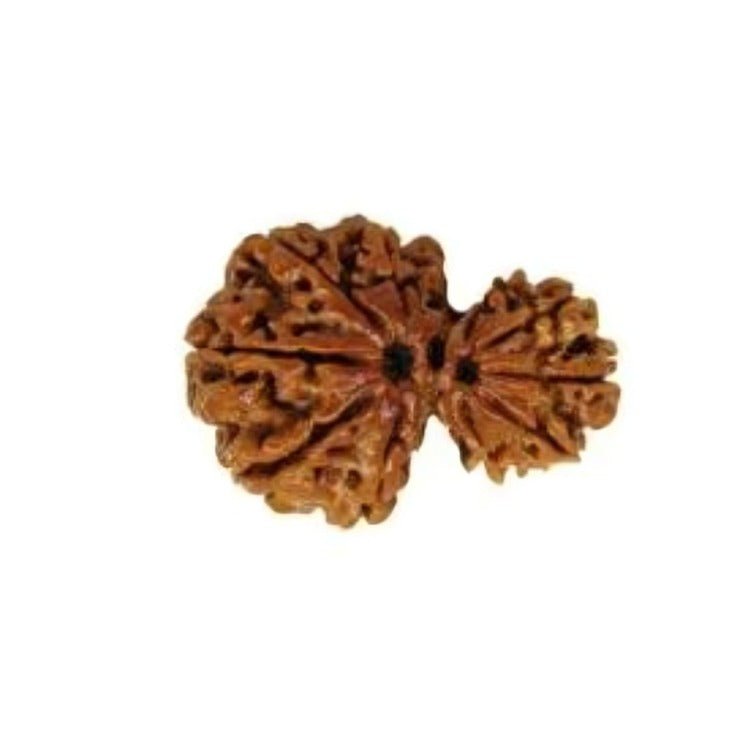 Garbh Gauri Rudraksha