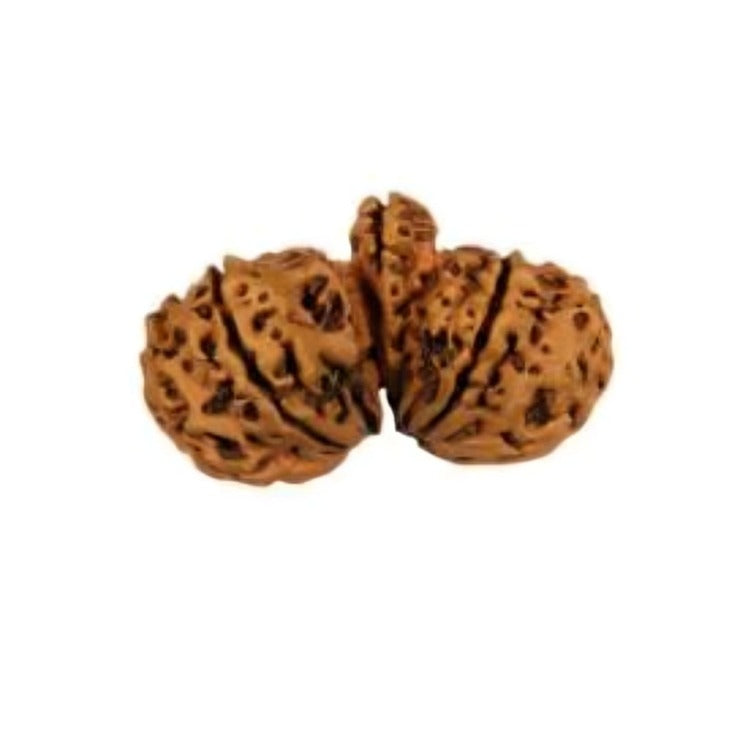 Gauri shankar Rudraksha