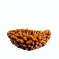 One Mukhi Rudraksha